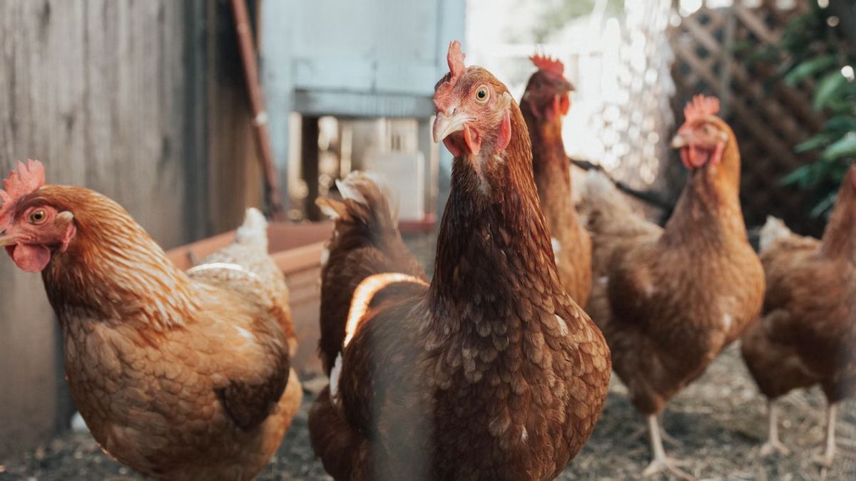 Bule Rusia di Bali Bikin Petisi Komplain Ayam Berkokok, Dispar Bakal Mediasi