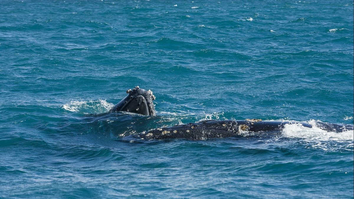 2頭のブンククイルカがオーストラリアとブラジルの間で泳ぐ記録を破る