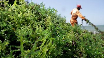 貿易省、倉庫リシスキームを通じて中国に75トンの海草を輸出