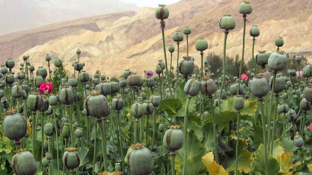 タリバンがオピウムの栽培を禁止し、アフガニスタンは15.5兆ルピアの収益を失った