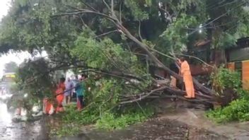 أمطار غزيرة ورياح قوية و12 شجرة متساقطة في منطقة شرق جاكرتا وشجرة واحدة تتداخل مع منازل السكان