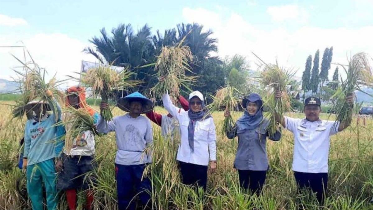 Kementan: Produksi Padi Triwulan III Capai 43,28 Juta Ton GKG