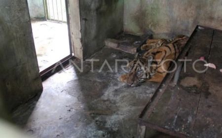 3 Harimau Mati, Anggota DPRD Tegaskan Penutupan Medan Zoo Bukan Solusi