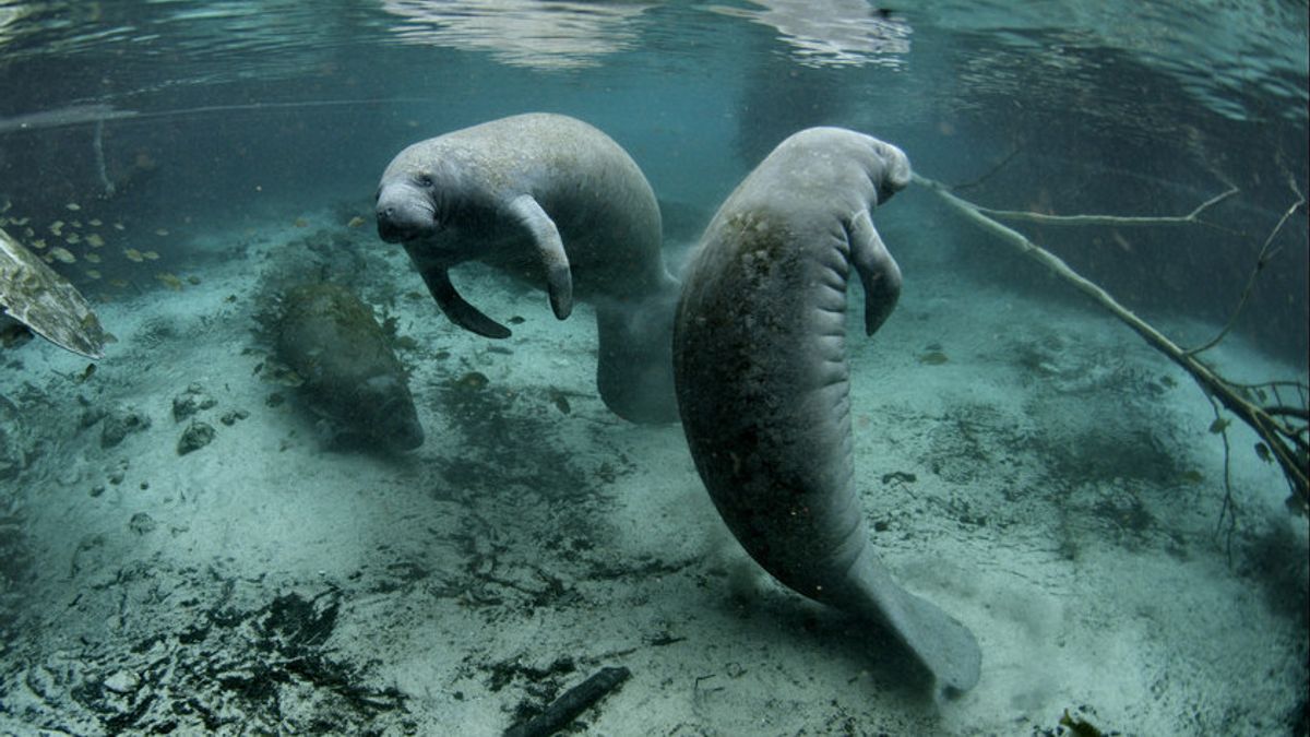 January 9 In History, Cristopher Columbus Miscalculated The Sea Cow Is A Mermaid