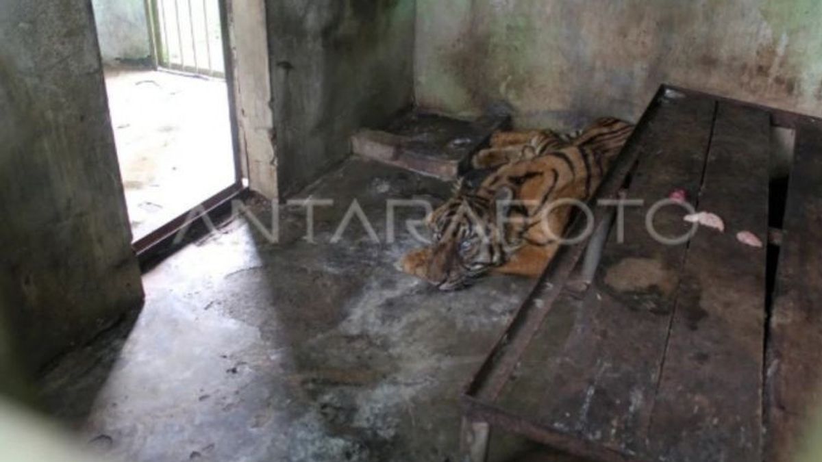 3 Dead Tigers, Members Of The DPRD Affirm The Closure Of The Medan Zoo Is Not A Solution