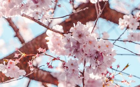 Selain Jepang, 5 Tempat Wisata Terbaik untuk Menikmati Taman Bunga Sakura