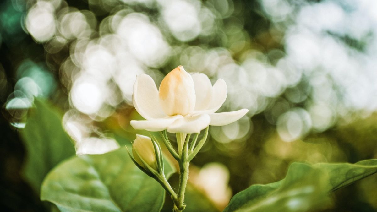 5 Jenis Tanaman Hias Berbunga Putih yang Bikin Rumah Harum Semerbak 