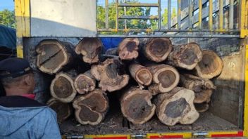 Perhutani Kediri报告木材盗窃案，37根索诺原木被查获的证据