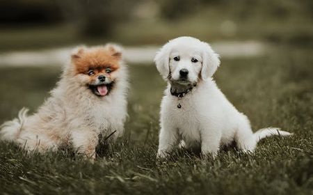 Bisa Jadi Sahabat Baik, Ini 8 Jenis Anjing Ras Berkaki Pendek yang Aktif dan Menggemaskan