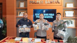 Polres Bantul Amankan 969 Gram Ganja dari 2 Pengedar