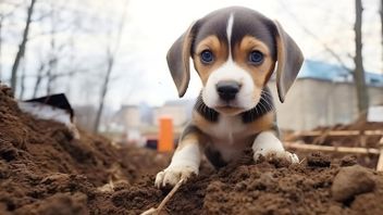 5 أسباب تجعل الكلاب تزرع الأرض أو الأرض في المنزل