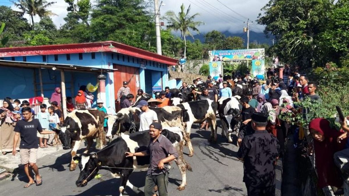 Diberi Minyak Wangi, Ratusan Sapi Diarak Sambut Lebaran Ketupat di Boyolali