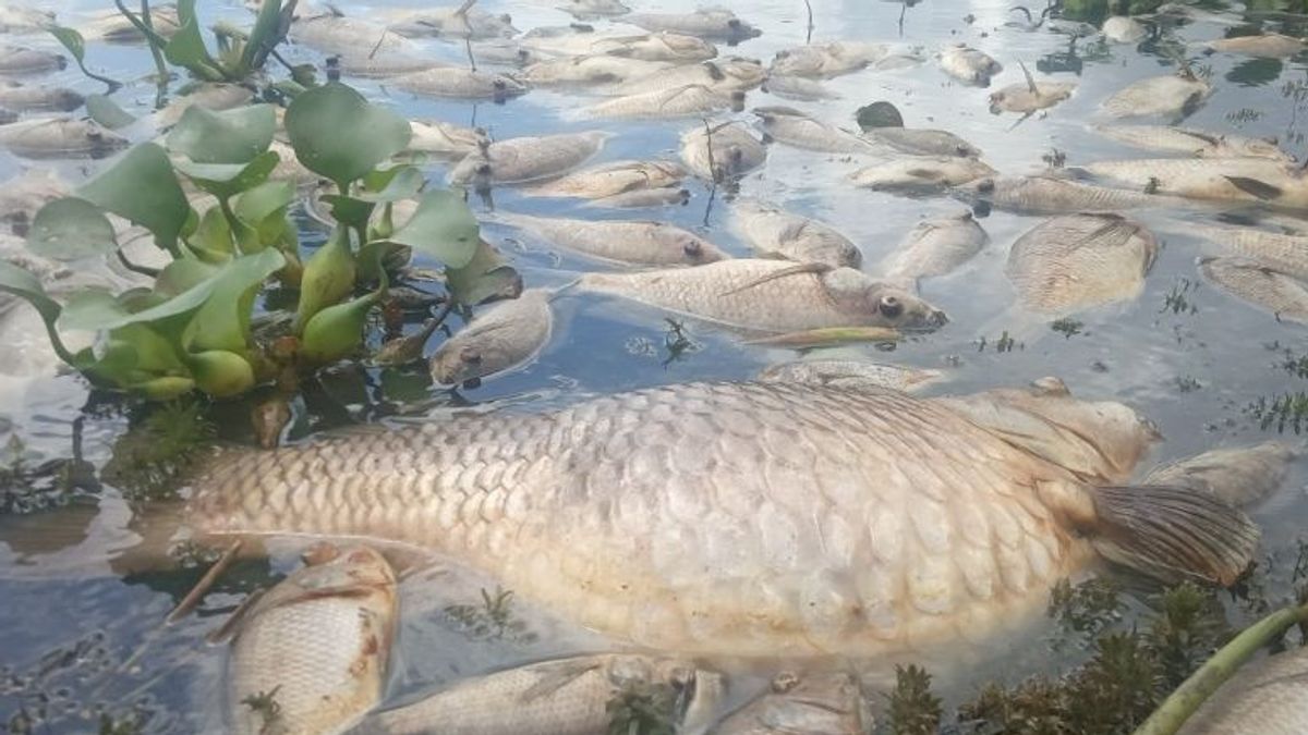 40 طن من الأسماك في بحيرة Maninjau يموت بسبب نقص الأكسجين، خسائر تقدر بمبلغ RP800 مليون