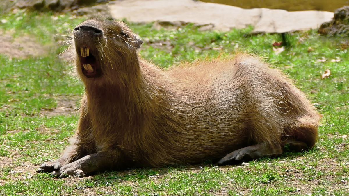 The Female Capibara Was Sent To The Florida Zoo For The Breeding Program