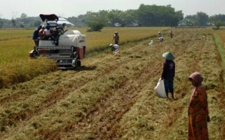 Banjir Bikin Pertanian di Aceh Utara Rugi Rp12,2 Miliar, Sekda Lapor Mentan