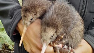 Pertama dalam 150 Tahun, Burung Kiwi Lahir di Alam Liar Wellington Selandia Baru