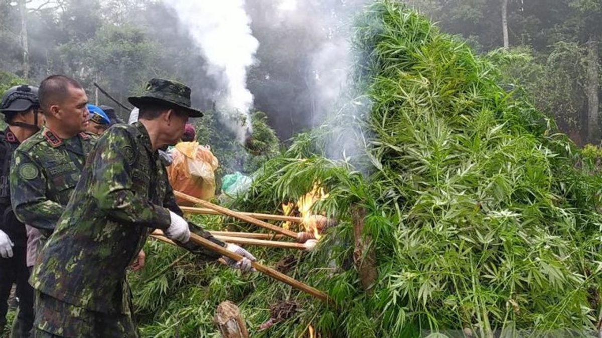 A Total Of 20 Hectares Of Cannabis Fields In Aceh Were Destroyed By BNN