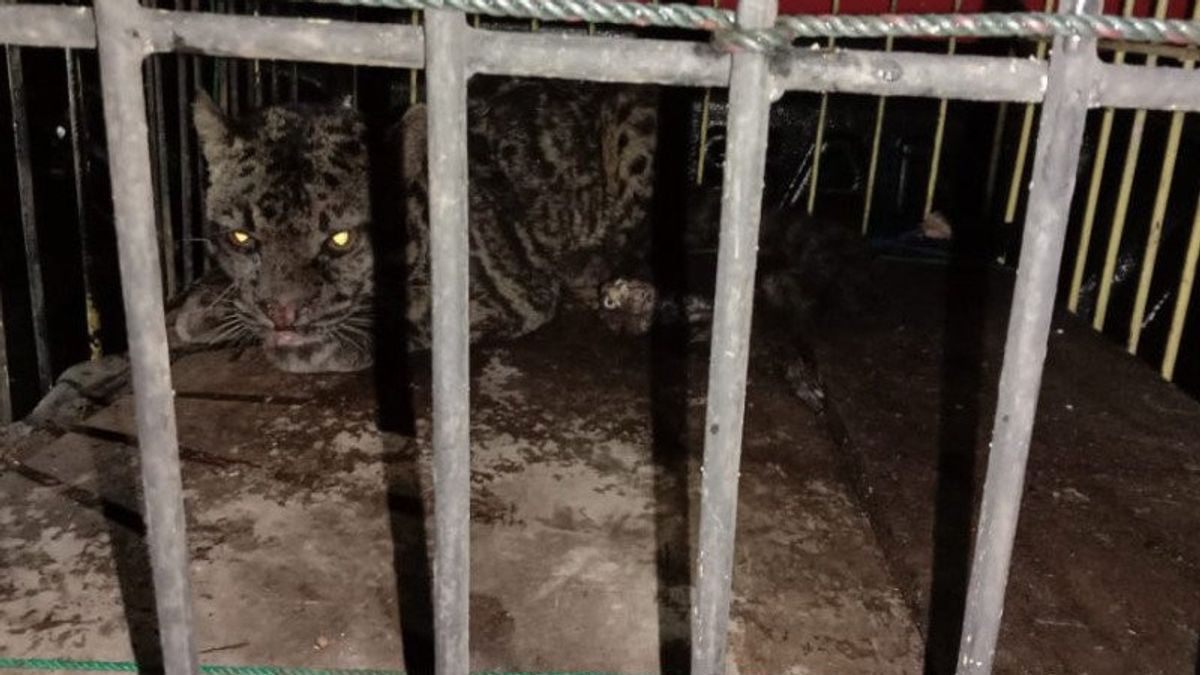 Macan Dahan di Sumbar Dievakuasi setelah Masuk Kamar Mandi Warga