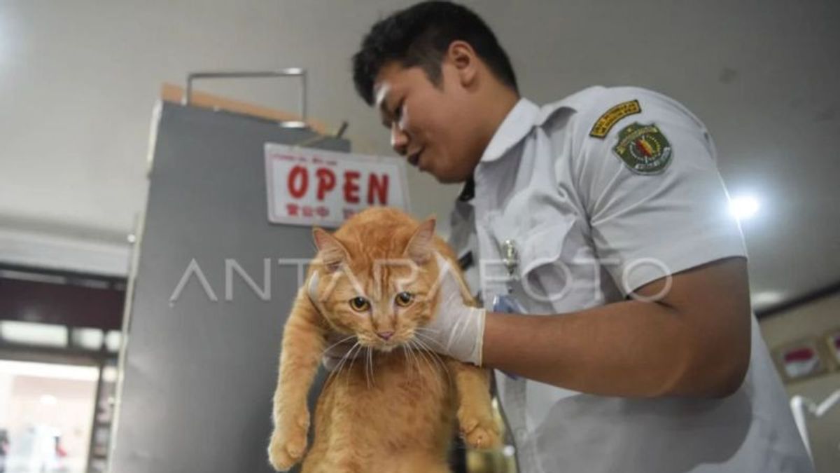 ساماريندا توفر 2000 جرعة مجانية من لقاح داء الكلاب لمنع العدوى