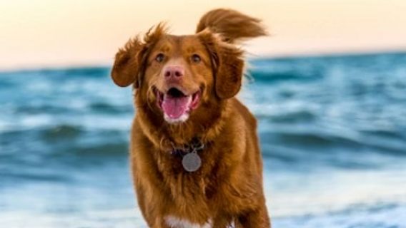 Otak Anjing Menyusut 5.000 Tahun Lalu, Tapi Bukan Berarti Makin Bodoh