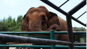 ザンビアの象が攻撃し、米国の観光客の生命が漂流