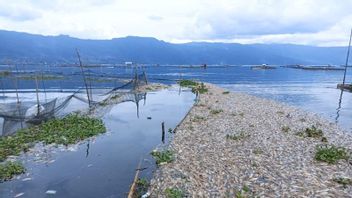 الأسماك في بحيرة Maninjau Agam، سومطرة الغربية يموت مرة أخرى 125 طن، المجموع اعتبارا من فبراير 225 طن