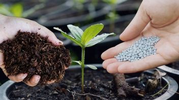 rénage élevé en potassium: types et fonctions pour les plantes
