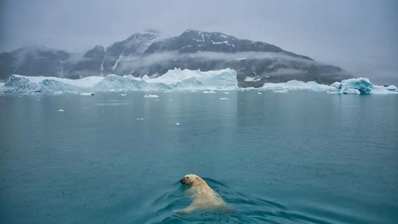 Le Groenland A Plu Alors Que La Calotte Glaciaire De La Taille D’un Pays Fond, Les Scientifiques Commencent à S’inquiéter 