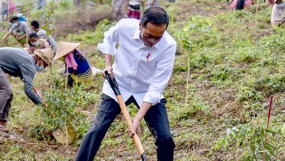 佐科总统在龙目岛中部佩佩森林地区举行植树活动，2021年11月13日