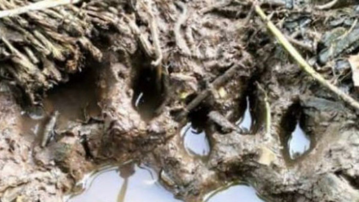 رياو BKSDA تراقب آثار أقدام النمر المشتبه بها في سياك