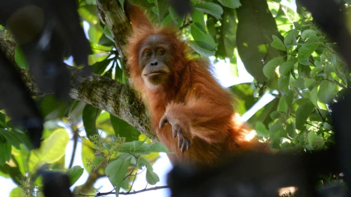 タパヌリオランウータンは、スマトラの災害後に新たな脅威に直面