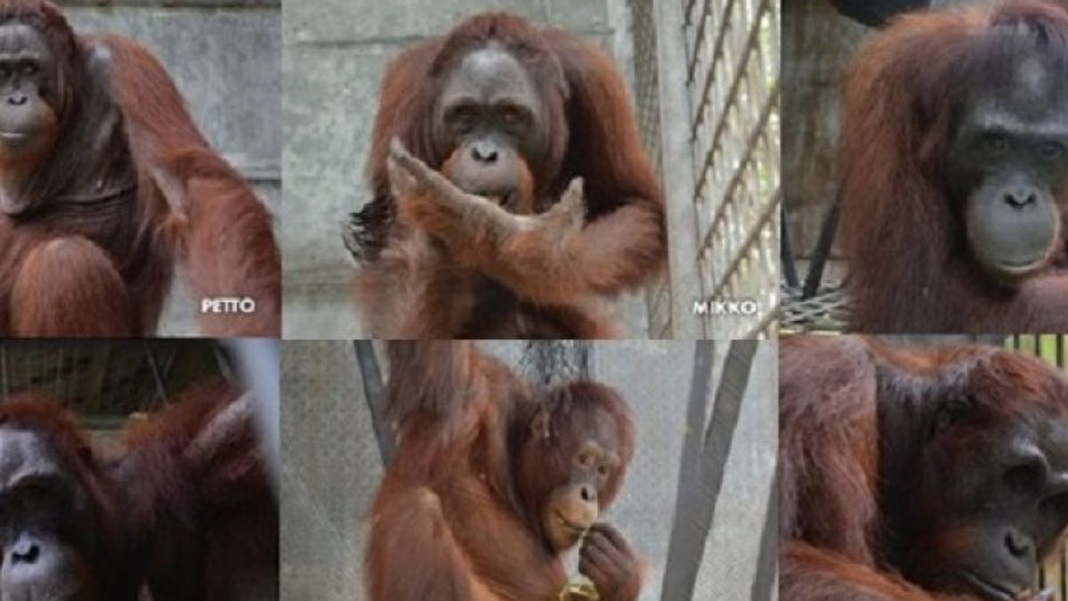 Ministry of Environment and Forestry Releases 8 Orangutans At TN Bukit Baka Bukit Raya