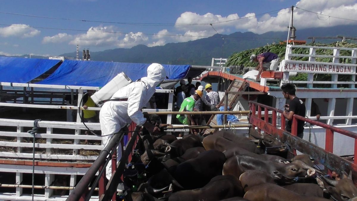Avoid FMD Outbreak, 289 Bali Cattle Sent To Jakarta By Sea After 14 Days Quarantine