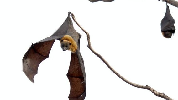 Bats Have Implemented Social Distancing Before We Did It