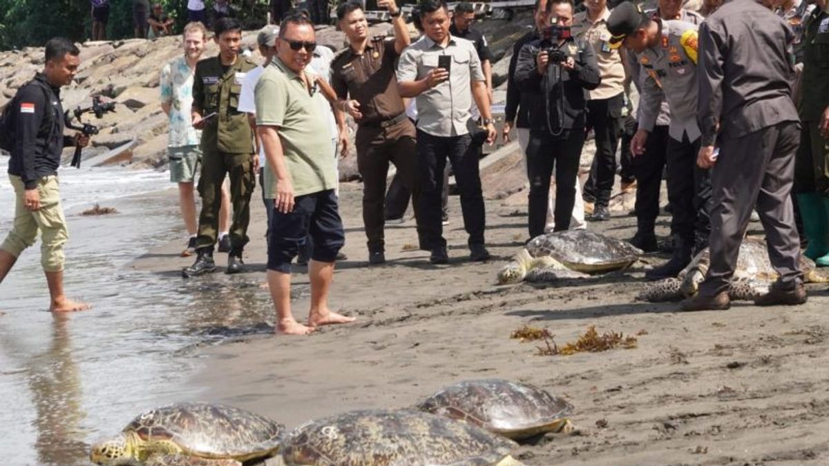 Des dizaines de tortues saccagées à Jembrana libérées en mer