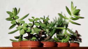 7 نمور نبات جيوك للبونساي والزخارف الداخلية