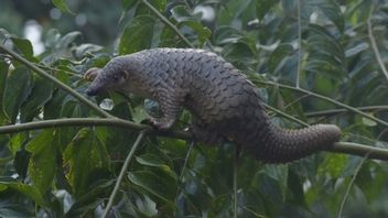 Excluded From The List Of Traditional Chinese Medicine Raw Materials, Does Not Ensure The Preservation Of Pangolins