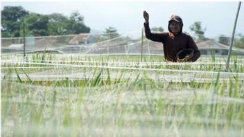 ar Hama a attaqué des centaines d'hectares de sawah à Trenggalek et Tulungagung