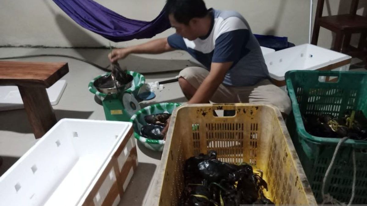 Ekspor Kepiting Bakau dari Belitung ke Singapura Meningkat Jelang Perayaan Imlek