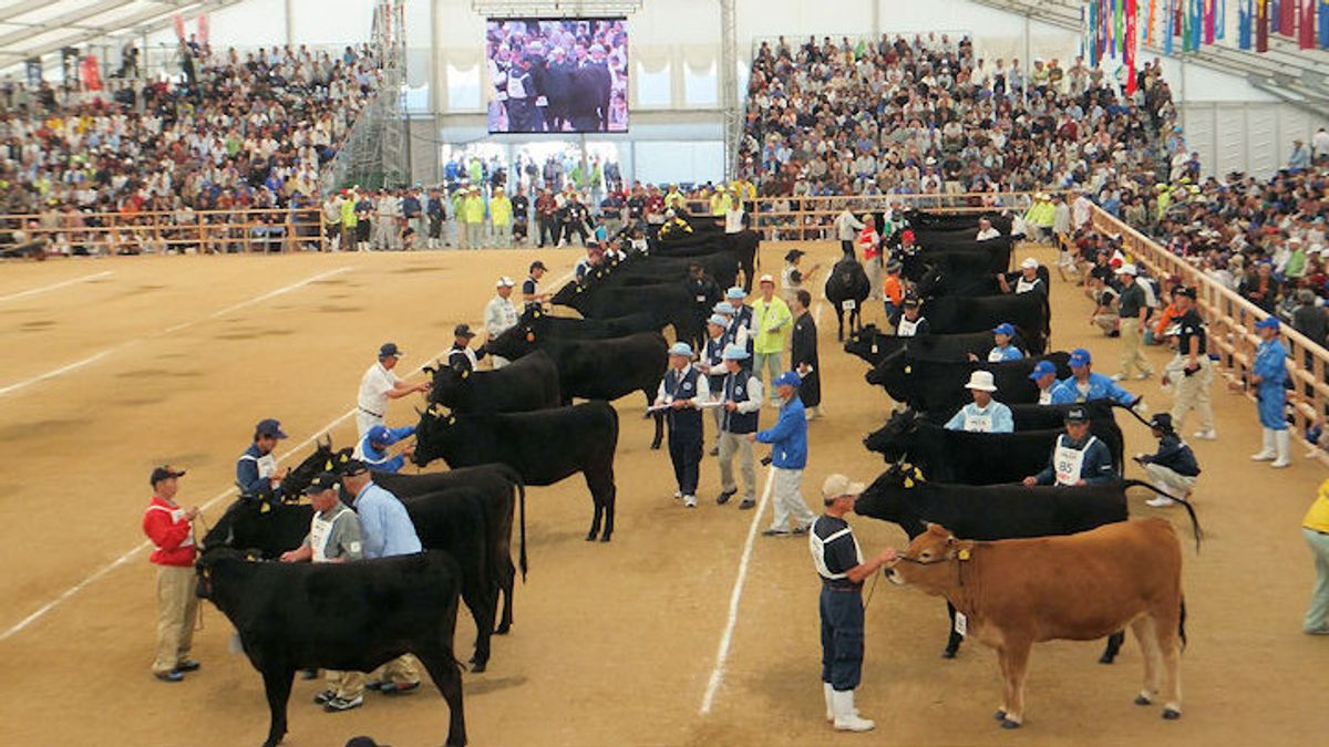 鹿儿岛称霸日本第12届和牛奥运会，宫崎骏赢得牛肉品质