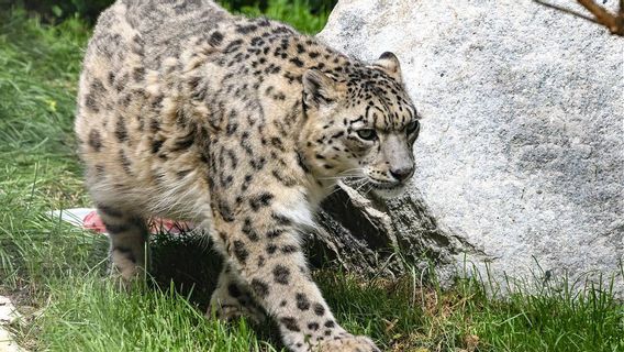 Le zoo de Moscou possède une cage de singes enneigés par la neige