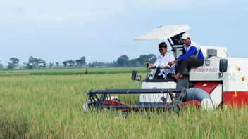 农业部长Syahrul预计大米过剩300万吨
