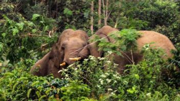 BKSDA Aceh Jaya Kewalahan Hadapi Gajah Liar Terisolir