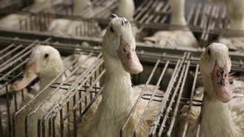 鹅肝产区禽流感疫情：法国消灭牛群，建立保护区