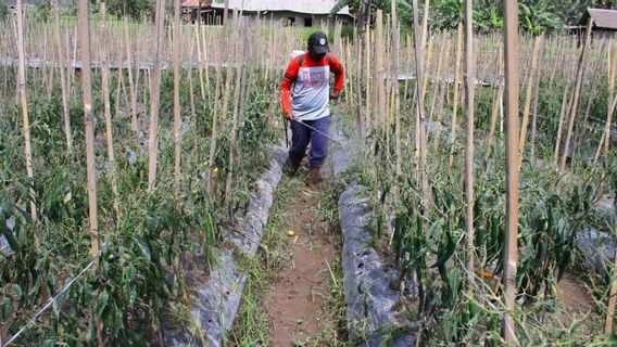 Les Producteurs De Chili Du Village De Supiturang Lumajang Récolte Précoce En Raison De L’éruption Du Semeru