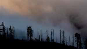    2 Petugas Pemadam Tewas Ditembak Saat Tangani Kebakaran Hutan di Idaho