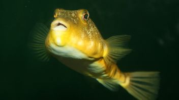 有毒でないボタルの魚の種類についての興味深い事実