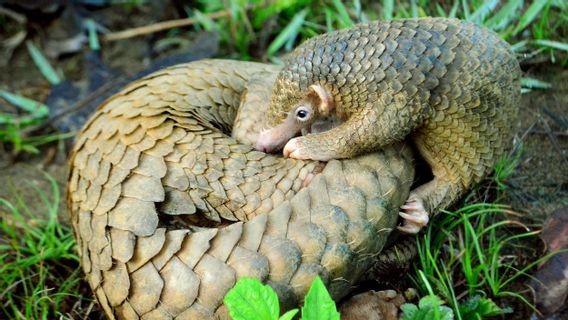 China Unveils Syndicate Selling 8 Tons Of Pangolin Scales Worth US$63 Million