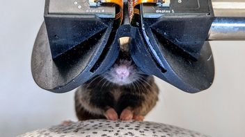 Unique! Scientists Develop VR Glasses For Rats