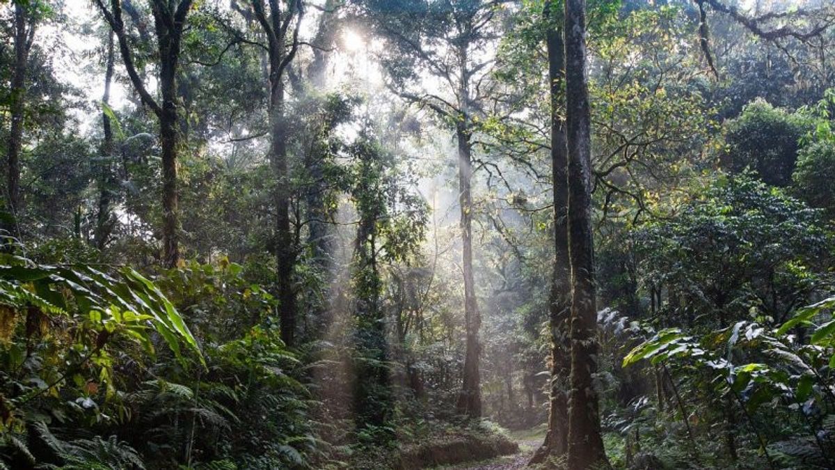 Indonesia Calls For A Wider Recognition Of Lestari Forest Management System